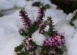 Erica carnea Rosalie / Alpesi erika Alpesi hanga Rózsaszín
